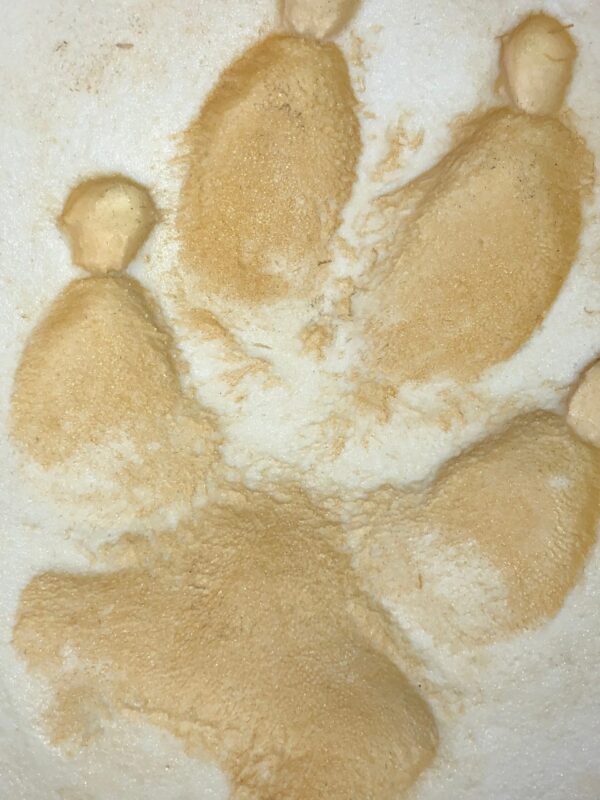 gray wolf footprint replica wlp101