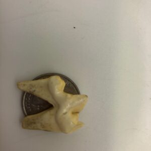 gray wolf molar tooth replica T312B