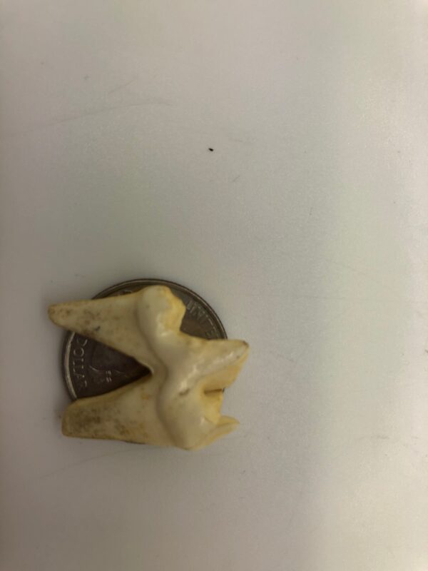 gray wolf molar tooth replica T312B