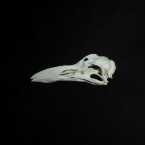 great auk skull replica ca32233