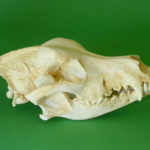 great dane dog skull replica