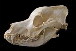 great dane skull
