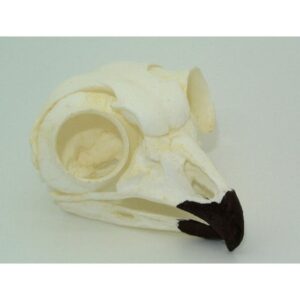 great horned owl skull replica rs068