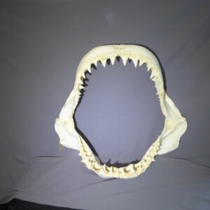 great white shark jaw replica-1 rs551