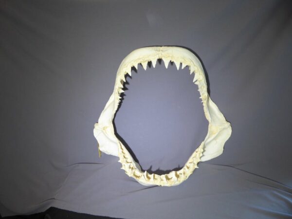 great white shark jaw replica-1 rs551