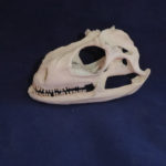 green-iguana-skull-replica-facing-left-RS106
