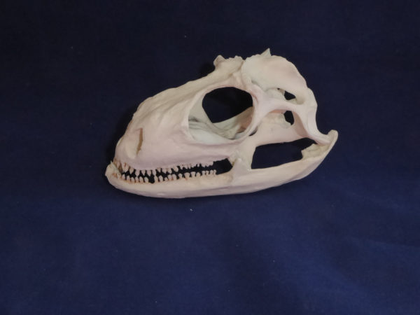green iguana skull replica facing left