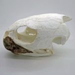 green-sea-turtle-skull-CARB0347