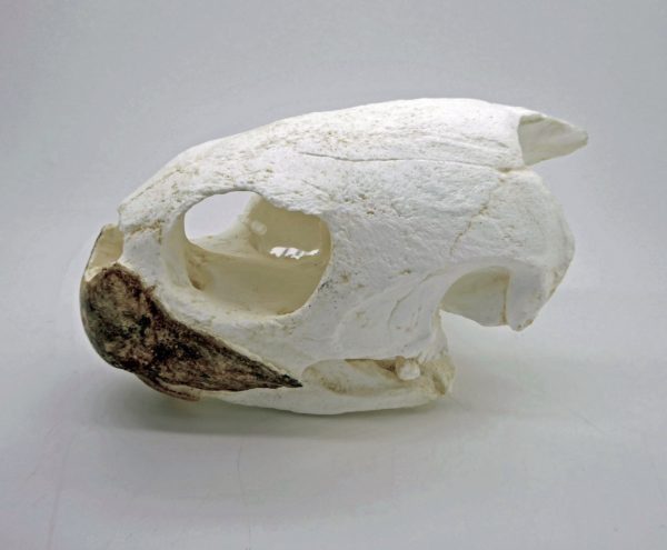 green sea turtle skull