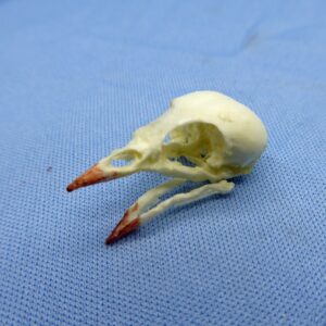 Green Warbler-Finch Skull Replica