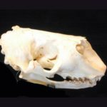 grey-seal-skull-replica-CA22571