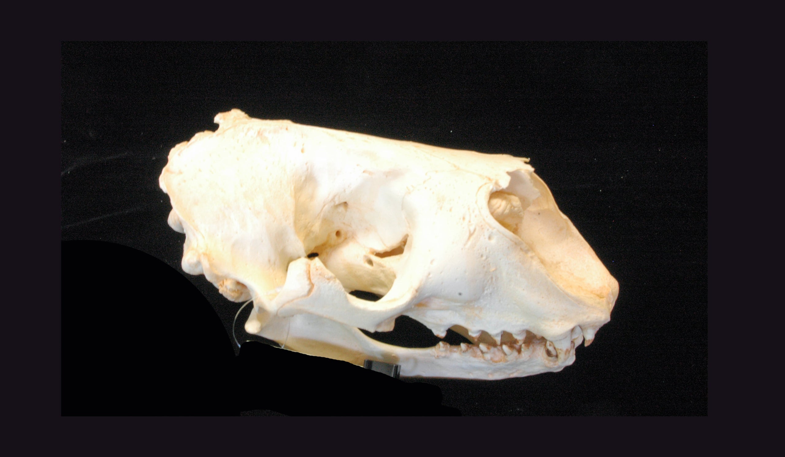Gray Seal Skull Replica SkeletonsAndSkullsSuperstore