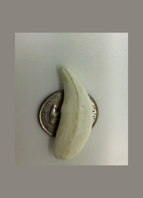 grey wolf canine tooth replica