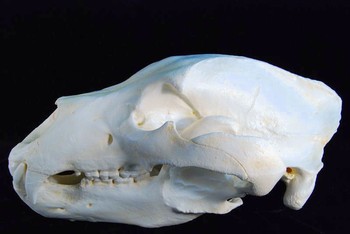 Alaskan Brown Bear Skulls Replicas Models