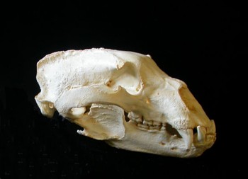 Black Bear California Record Skulls Replicas Models