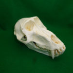 hamadryas-baboon-male-skull-CA12205