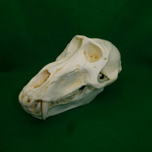 hamadryas baboon male skull facing left CA12205