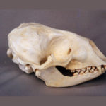harbor-seal-skull-replica-RS041