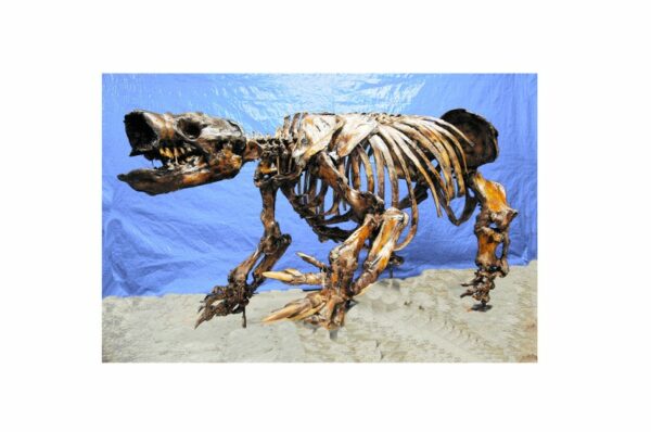 harlans ground sloth skeleton walking positon AL103