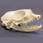 harp-seal-skull-replica-RS070