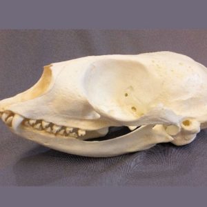 harp seal skull replica facing left