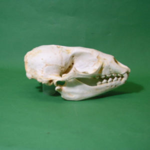 hawaiian monk seal skull