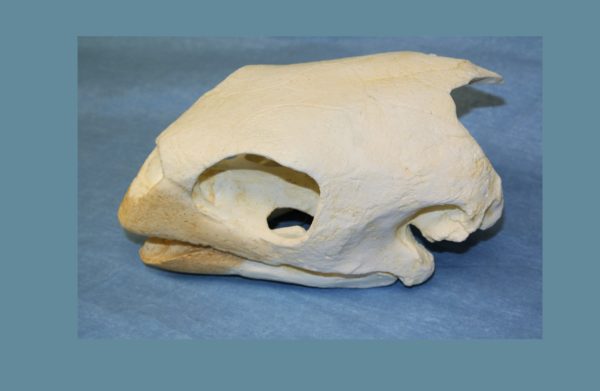 hawksbill sea turtle skull