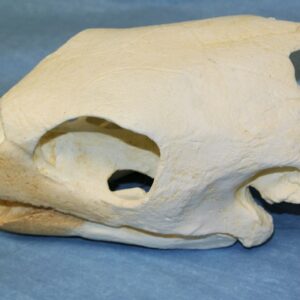 hawksbill sea turtle skull close RS077