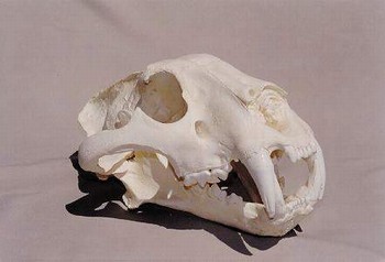 Siberian Wolf Skull Replica