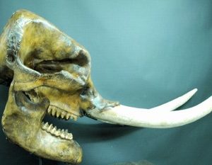 Mastodon Skulls and Teeth For Sale | Skeletons and Skulls Superstore