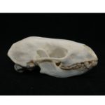 hog-nosed-skunk-skull-replica-RS402