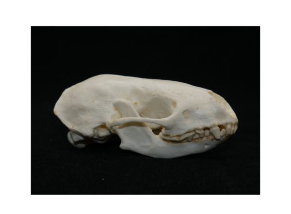 hog nosed skunk skull replica