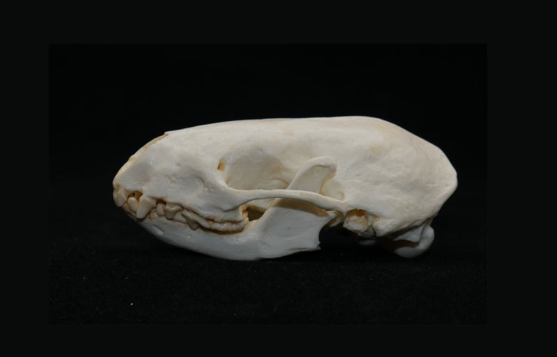 hog-nosed-skunk-skull-replica-left-rs402
