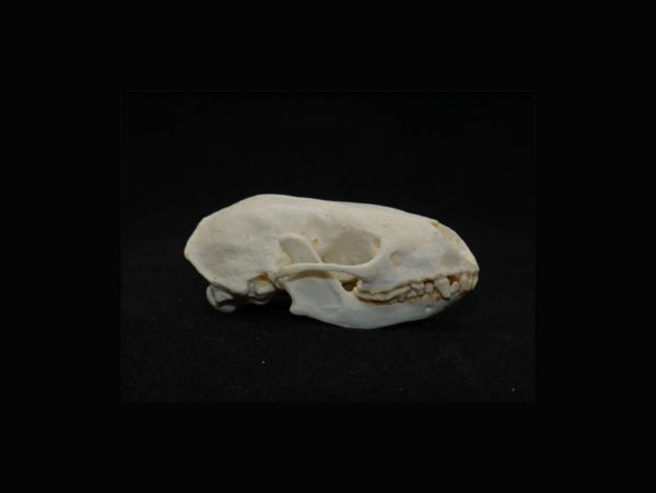 hog-nosed skunk skull replica right
