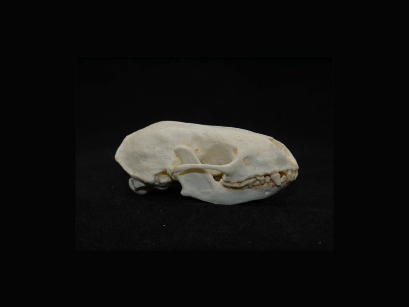 hog-nosed-skunk-skull-replica-right-rs402
