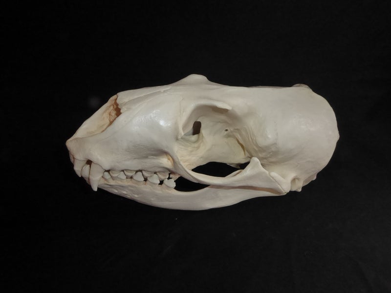 hookers-sea-lion-skull-replica-close-up-rs035