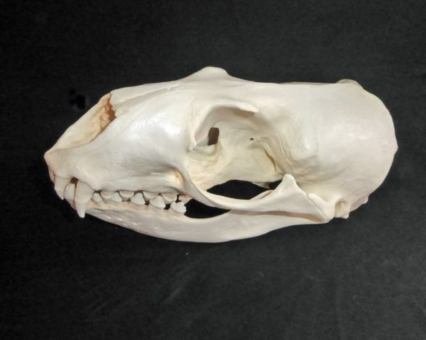 hookers sea lion skull replica left