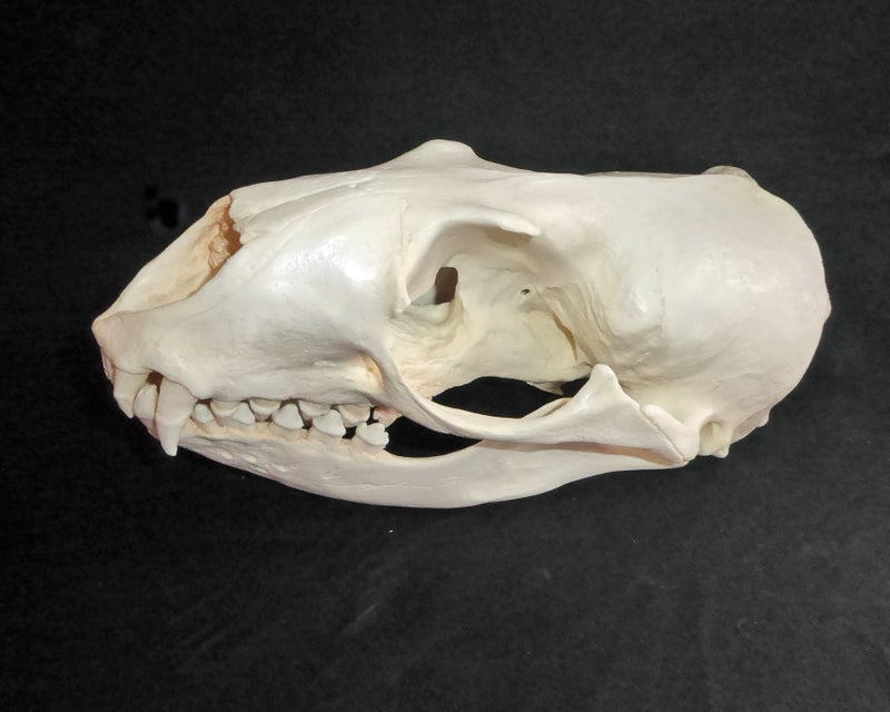 hookers-sea-lion-skull-replica-left-rs035