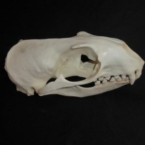hookers sea lion skull replica right