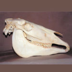 horse female skull replica