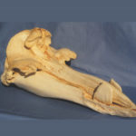 hubbs beaked whale skull