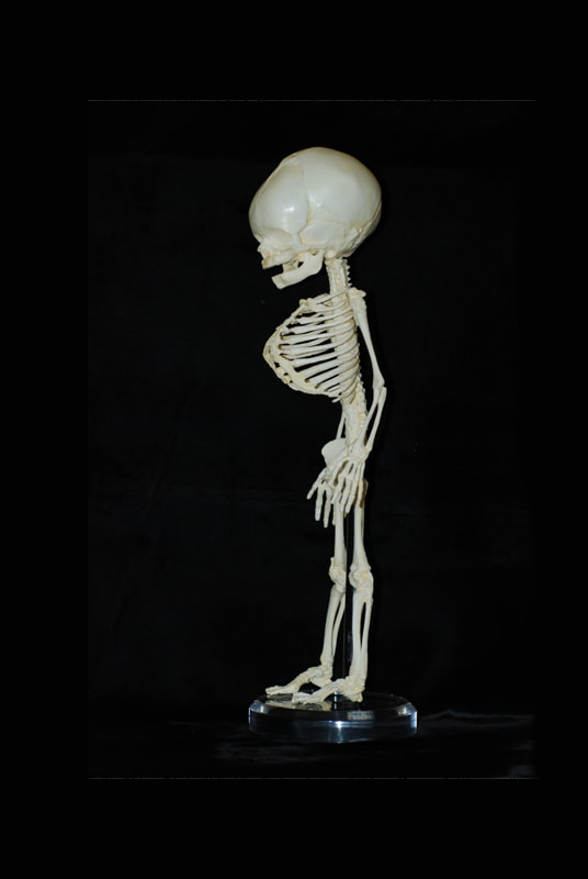 human fetus skeleton replica side view