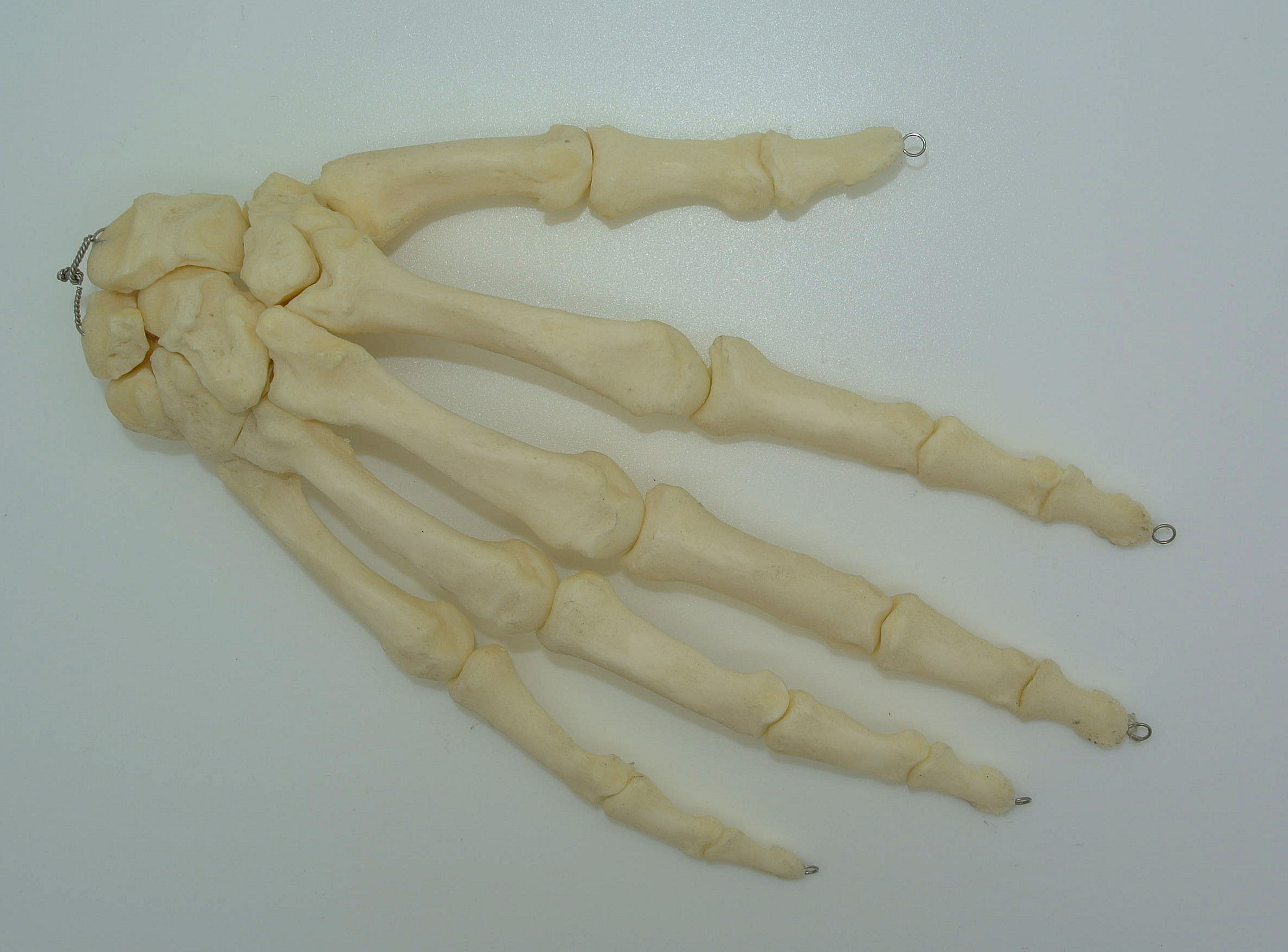 Human Hand Articulated Replica Skeletons and Skulls Superstore