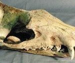 Hyaenodon skull