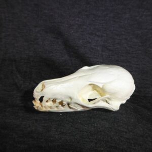 island gray fox skull replica