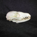 island-gray-fox-skull-RS108