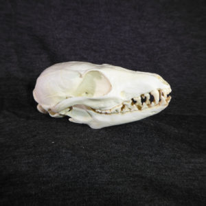 island-gray-fox-skull