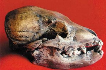 jRIQo-Mlqfy-iTJsP-Cave_Bear_cub_skulls_replicas_models Cave Bear Cub Skulls Replicas Models