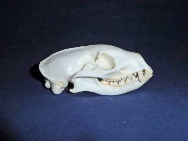 jacksons mongoose skull replica