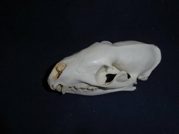 jacksons mongoose skull replica top CA15312